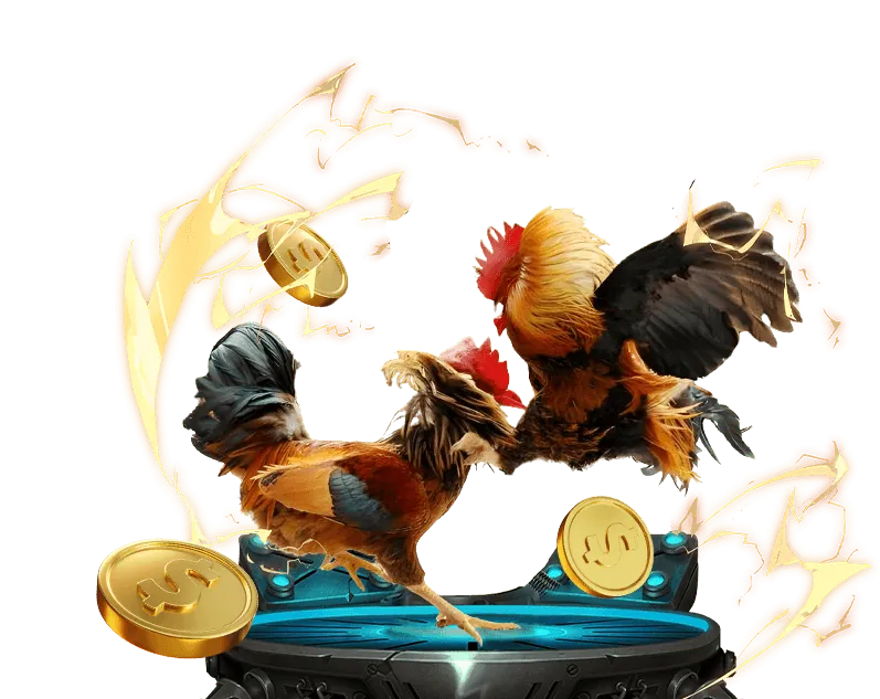 Trận đấu đá gà trực tiếp